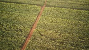 So Paulo 'nun iç kesimlerindeki kırsal arazi ve çiftliklerin dingin güzelliğini gösteren hava görüntüleri tarımı ve doğal manzarayı ön plana çıkarıyor.
