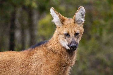 Close-up of a Maned Wolf (Chrysocyon brachyurus) in Natural Habitat, Brazil clipart