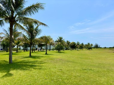 Yeşil çimlerde hindistan cevizi ağaçları güzel güneşli hava ve mavi gökyüzü Vinarplı otel ve golf Nam Hoi An