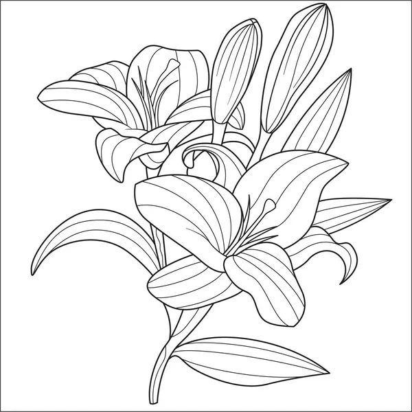 Lilja Blomma Vektor Teckning Målarbok — Stock vektor
