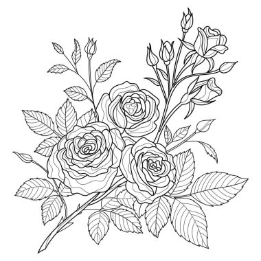 Yetişkinlerin vektör çizgisi sanatı için Gül Çiçekleri Renklendirme Sayfası