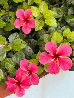 Pembe amber çiçeği, Çin gülü. Yüksek kalite fotoğraf