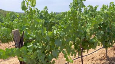 Üzüm bağları, taze üzümler, şaraphane. Yüksek kalite 4k görüntü