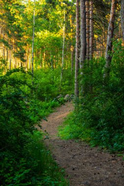 forest, path in the forest, green leaves, trees