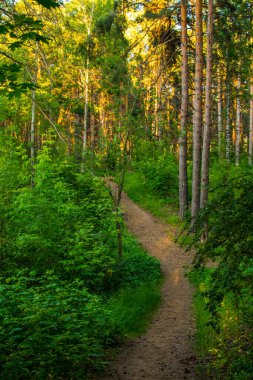 forest, path in the forest, green leaves, trees