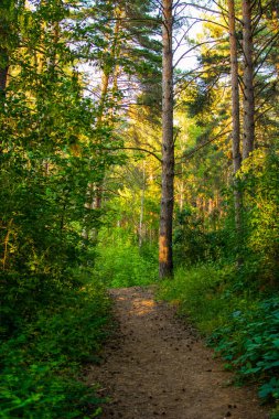 forest, path in the forest, green leaves, trees