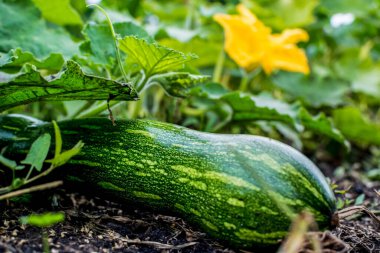 Green zucchini growing in a garden bed, organic product