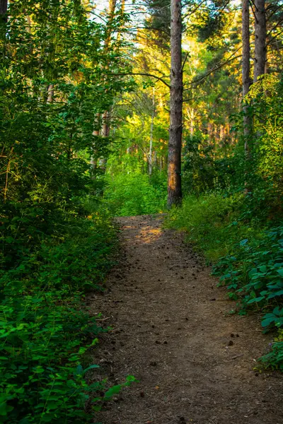 forest, path in the forest, green leaves, trees