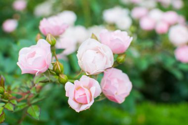 Küçük gül çalısı, çay gülü