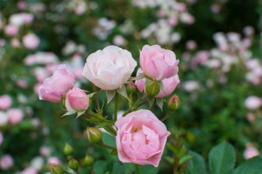 Küçük gül çalısı, çay gülü