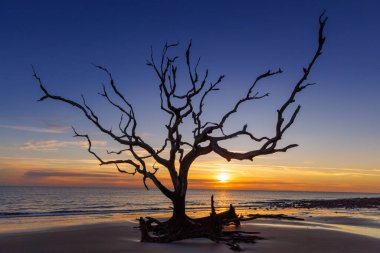 Gündoğumunda okyanus kıyısında duran antik meşe ağacı Driftwod Sahili, Jekyll Adası, Georgia