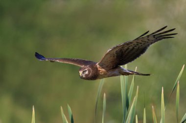 Kuzey Harrier (Circus Hudsonius) av aramak için bir bataklığın üzerinden uçuyor - Huron County, Ontario, Kanada