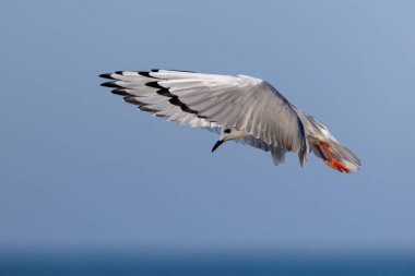 Bonaparte 's Gull yiyecek aramak için havada süzülüyor - Huron Gölü, Ontario, Kanada
