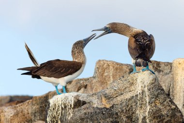 Mavi Ayaklı Memeler (Sula nebouxii) kur yapma görüntüsü - Galapagos Adaları
