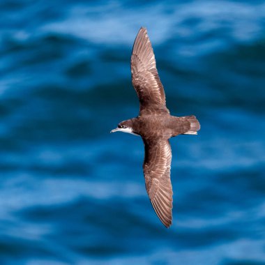 Pasifik Okyanusu üzerinde uçan Galapagos Shearwater (Puffinus subalaris)
