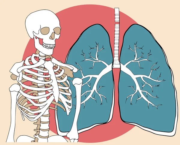 Ілюстрація Лунгів Сучасна Ілюстрація Медицини Охорони Здоров Анатомії — стоковий вектор