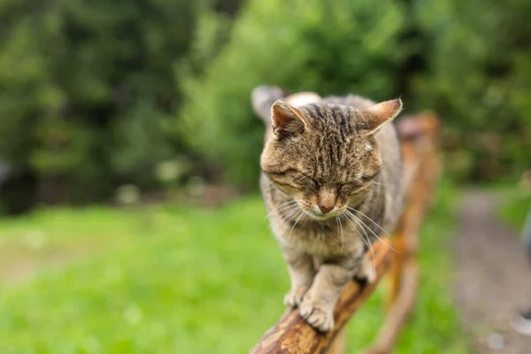 Adult Cat Exploring Yard — Stock Photo, Image