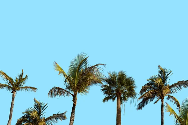 Пальмове Дерево Чисте Літнє Небо — стокове фото