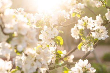 Bahar kiraz çiçekleri, bahçede ağaç çiçek açıyor..