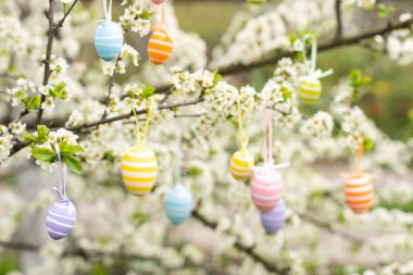 Bir Paskalya yumurtası çiçek açan bir kiraz ağacının dalında asılı duruyor. Paskalya bahar arkaplanı.