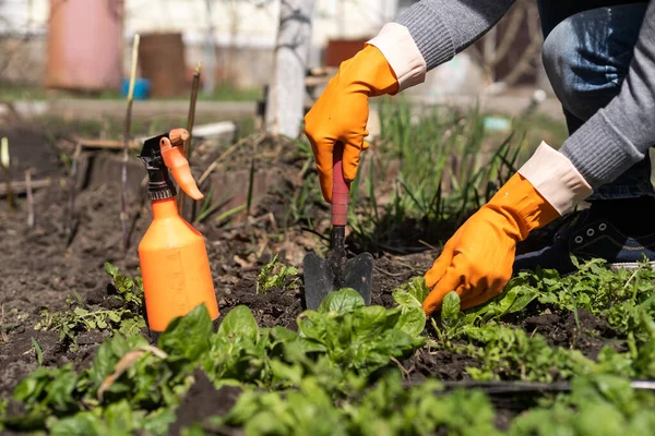 stock image Picking spinach in a home garden. Bio spanach.