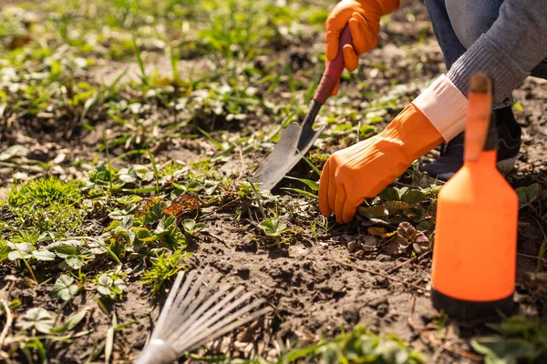 Ogrodnicy Ręce Sadzenie Zbieranie Warzyw Ogrodu Ogrodnik Rękawiczkach Przygotowuje Glebę — Zdjęcie stockowe