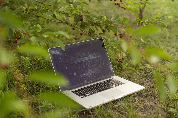 laptop in green grass and cherry tree