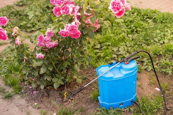 Batoh Postřik Růží Ochrana Rostlin Péče Před Škůdci Hmyzu Bakteriálními — Stock fotografie