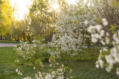 Elma bahçesi, ağaçta çiçek açar. İlkbaharda çiçekli meyve bahçesi. Mevsimsel arka plan. İlkbaharda çiçekli meyve bahçesi. Dramatik bahçede ağaçların Manzara görüntü. Yeryüzünün Güzelliği, Ukrayna