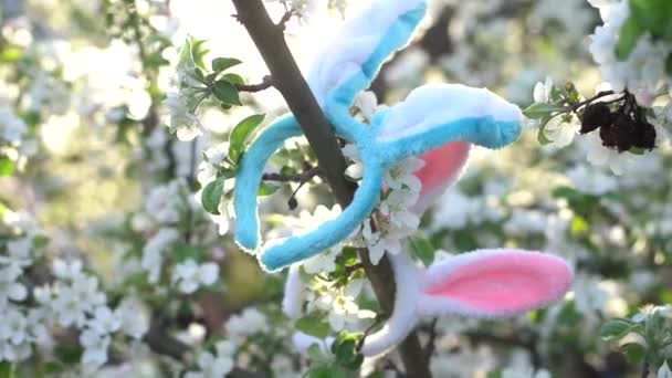 Hasenohren Blühenden Bäumen Ostern — Stockvideo