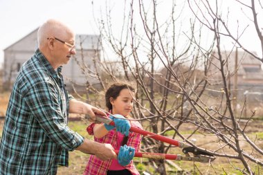 Senior man pruning blooming tree in orchard. Farmer gardening at springtime. Cutting branch with pruning shears