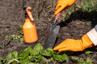 Bahçe aletleri verimli toprak dokusu arka planında yukarıdan görülüyor. Bahçıvanlık ya da ekme konsepti. Bahar bahçesinde çalışıyorum.