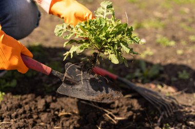 Bahçıvanın elleri bahçeden sebze ekiyor ve topluyor. Eldivenli bahçıvan tohum için toprağı hazırlar.