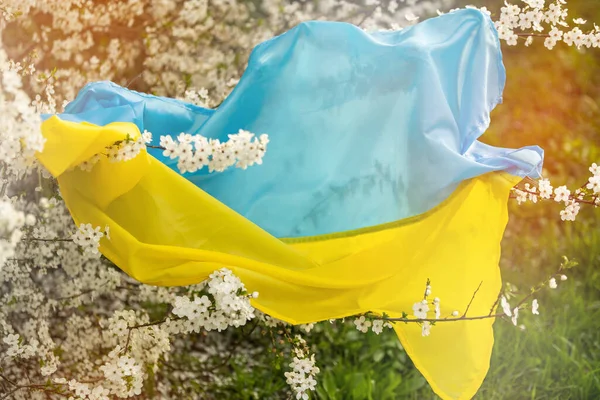 Árboles Florecientes Primavera Con Flores Sobre Fondo Bandera Ucrania Fondo —  Fotos de Stock