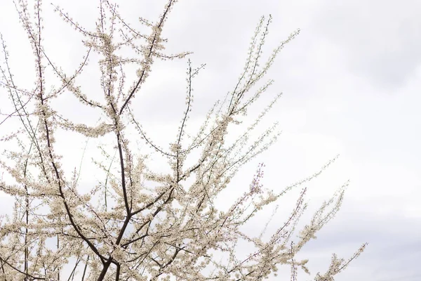 Meyve ağacı çiçek açar. Bahar başlangıcı arka planı. Bokeh