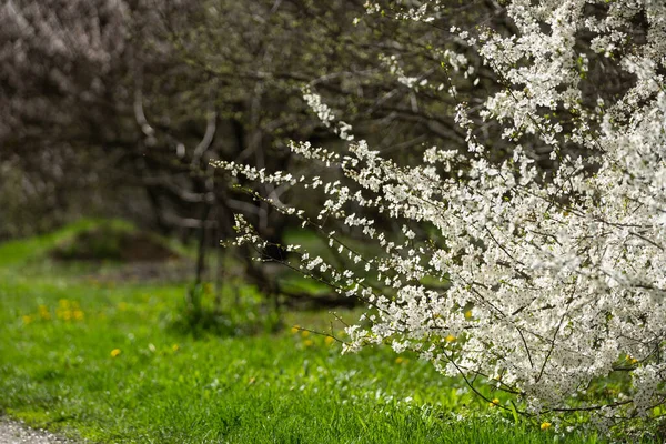 White Beautiful Flowers Tree Blooming Early Spring Backgroung Blured — Foto Stock