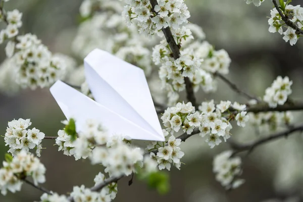 White paper plane get stuck in branches
