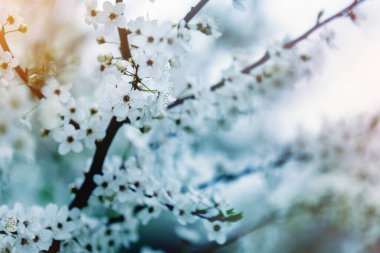 Bulanık doğa arka planında kiraz çiçekleri. Bahar çiçekleri. Bokeh ile bahar arkaplanı.
