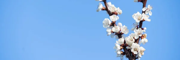 Fiori Melo Fiorente Primavera Contro Cielo Blu Una Giornata Soleggiata — Foto Stock
