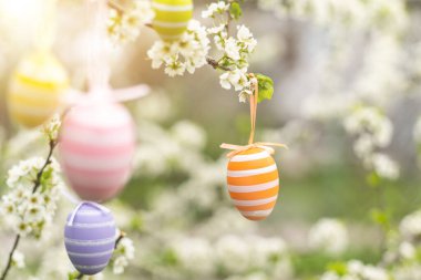 Güzel Paskalya çiçekli bir elma ağacının dallarında boyanmış yumurtalar..