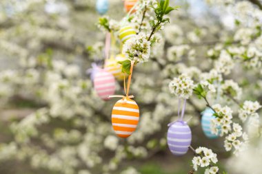 Bir Paskalya yumurtası çiçek açan bir kiraz ağacının dalında asılı duruyor. Paskalya bahar arkaplanı.
