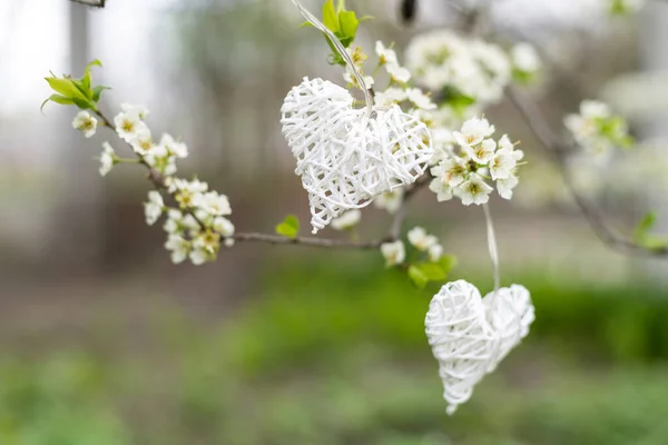 Hängen Symbolischen Dekorativen Herzen Blühenden Bäumen Konzept Von Valentinstag Frühling — Stockfoto