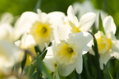 Narcissus çiçekleri kapanıyor. Çiçekli bahar arkaplanı. Tarlada çiçek açan nergisler. Siyah arka planda beyaz çiçekler. Tasarım için sezonluk duvar kağıdı