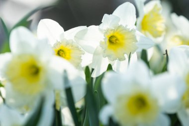 Narcissus çiçekleri kapanıyor. Çiçekli bahar arkaplanı. Tarlada çiçek açan nergisler. Siyah arka planda beyaz çiçekler. Tasarım için sezonluk duvar kağıdı