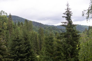 Sisli bir günde köknar ormanı.