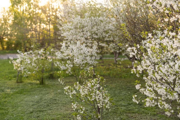 Apple garden, blossom on tree. Flowering orchard in spring time. Seasonal background. Flowering orchard in spring time. Scenic image of trees in dramatic garden. Beauty of earth, Ukraine