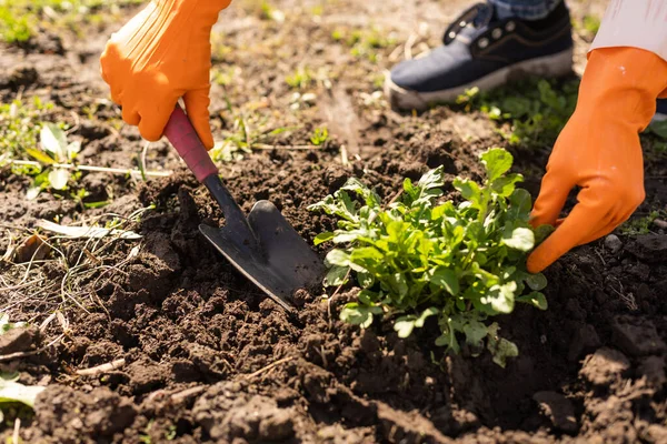 Gardeners hands planting and picking vegetable from backyard garden. Gardener in gloves prepares the soil for seedling