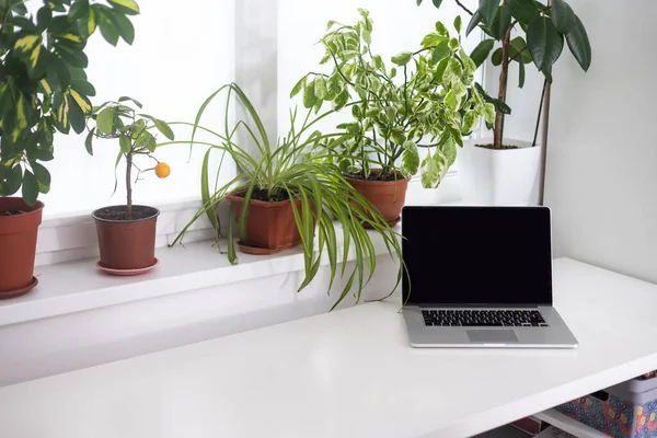 Working at home garden, laptop surrounded with green leafy potted plants, front view of the screen, blank space for a text