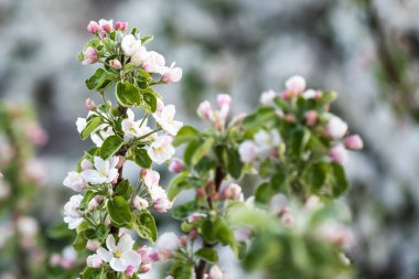 Ağaçlarda beyaz çiçekler açar. Güneşli bir günde çiçek açan güzel bir bahçe..