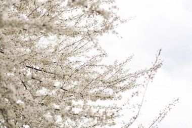 Meyve ağacı çiçek açar. Bahar başlangıcı arka planı. Bokeh